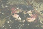 PICTURES/Yachats/t_Crab (1).JPG